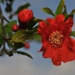 Hytte Grenadine *