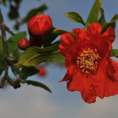 Alojamento de Turismo Selvagem Grenadine *
