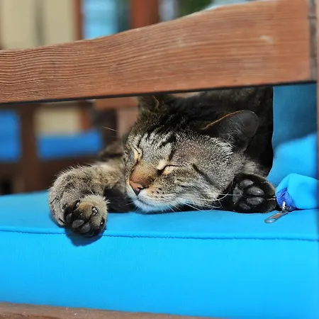 Grenadine Деревянный коттедж Дальян