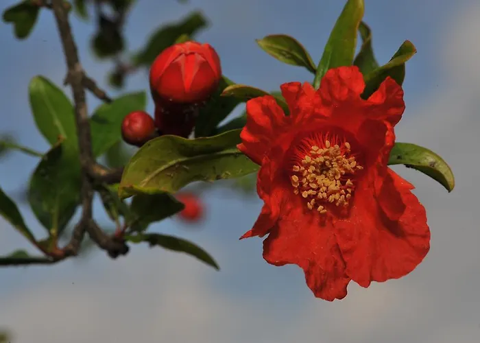 Jaktstuga Grenadine *